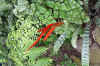 DSC01001x.JPG (176644 bytes)
