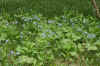 DSC09771-001.JPG (288549 bytes)