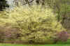 DSC09781-001.JPG (463907 bytes)