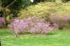 DSC09782-001.JPG (439664 bytes)