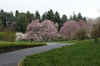 DSC09810-001.JPG (264266 bytes)